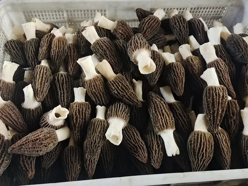 羊肚菌
