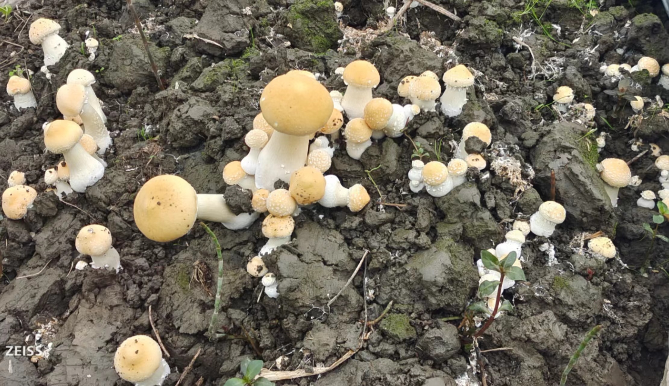 黄金松茸菌种