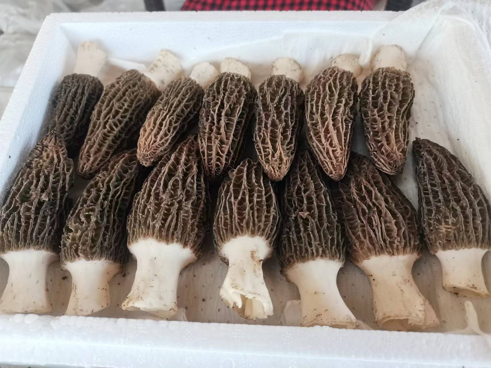 羊肚菌鲜菇