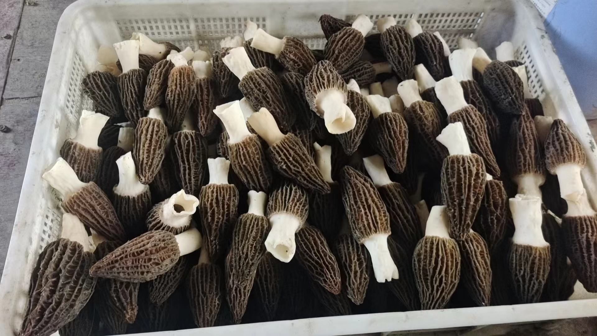 羊肚菌鲜菇